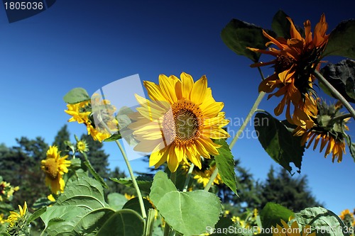 Image of sunflowers and blue summer sky