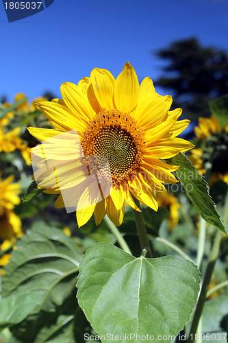 Image of sunflower and blue summer sky