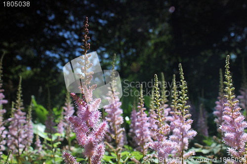 Image of pink flower forest