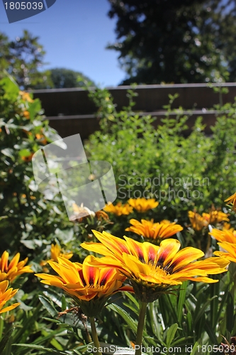 Image of yellow flower meadow