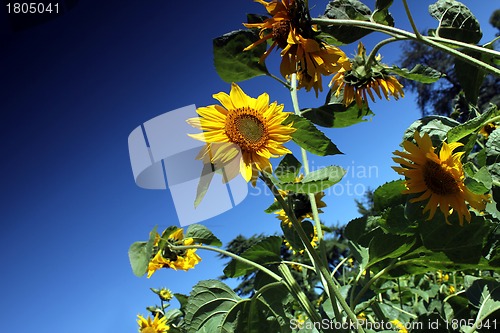 Image of sunflowers and blue summer sky