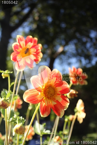 Image of flower meadow and blue sky