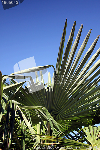 Image of summer palm