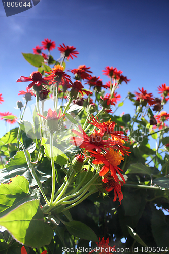 Image of red flower meadow and blue sky
