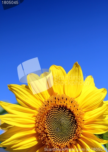 Image of half of a sunflower and blue summer sky