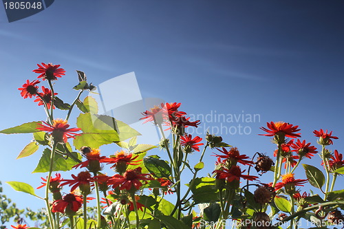 Image of red flower meadow and blue sky