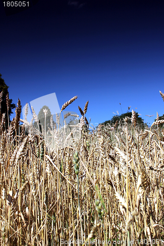 Image of wheat field with summer sky