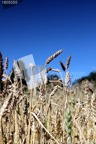 Image of wheat field with summer sky