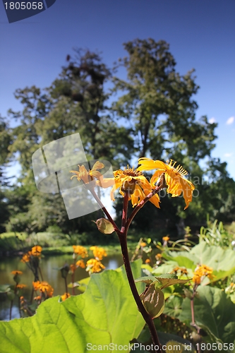 Image of yellow summer flower at the pond