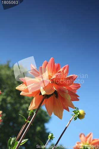 Image of flower meadow and blue sky