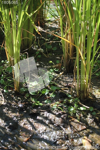 Image of reed in a swamp