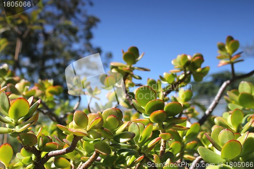 Image of thick leaf plant and summer sky