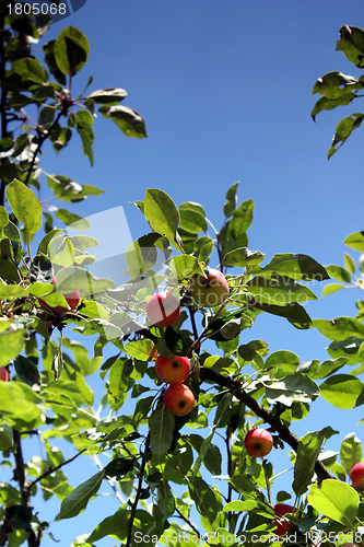 Image of apple tree