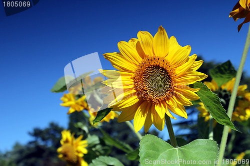 Image of sunflowers and blue summer sky