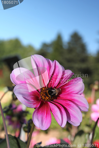 Image of flower with bumblebee