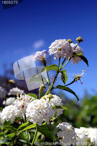 Image of white flower and summer sky
