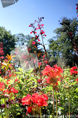 Image of red flower meadow and blue sky