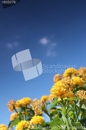 Image of yellow flower meadow and blue sky