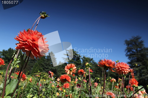Image of red flower meadow and blue sky