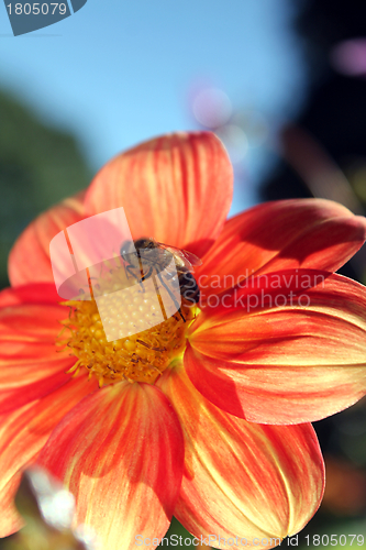 Image of flower with bee