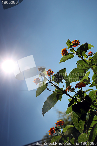 Image of summer sun and flowers