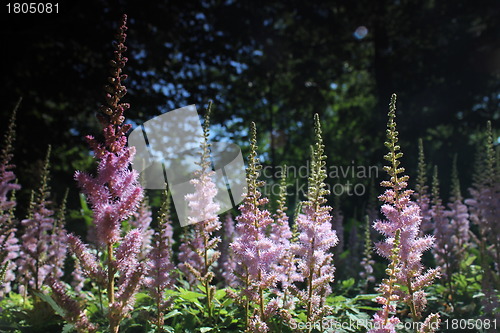 Image of pink flower forest