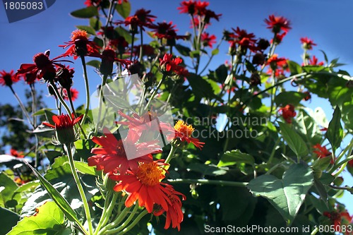 Image of red flower meadow and blue sky