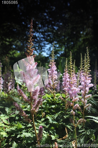 Image of pink flower forest