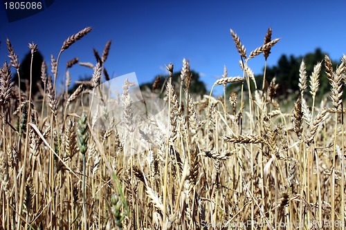 Image of wheat field with summer sky
