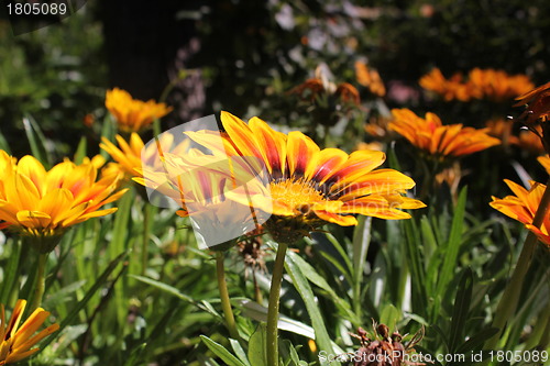 Image of yellow flower meadow