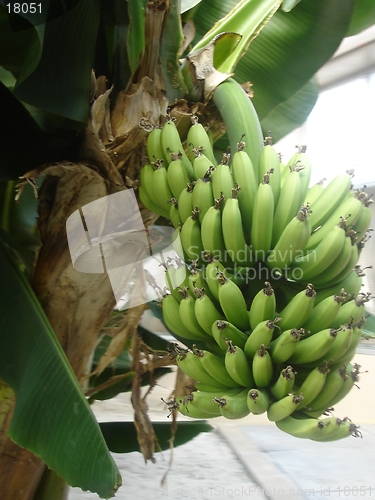 Image of Cultivation of Bananas