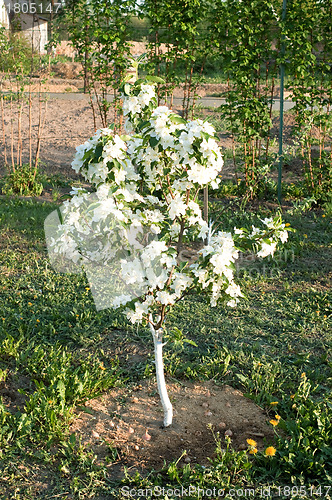 Image of Flowering of a dwarfish apple-tree