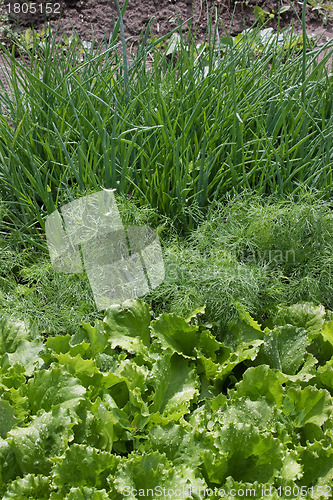 Image of Salad, fennel, onions