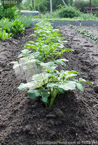 Image of Shoots potato