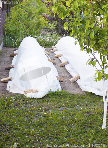 Image of Preparation of the garden before frost