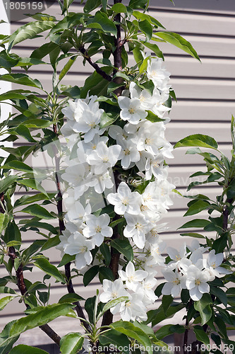 Image of Flowering apple-tree which are grown up in form of a column
