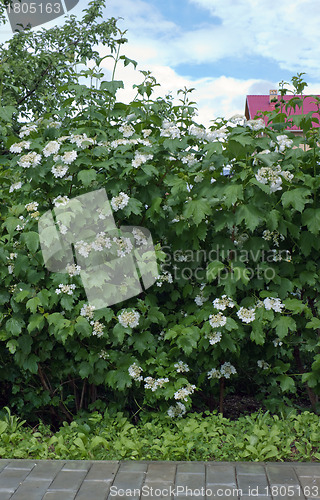 Image of Viburnum flowering