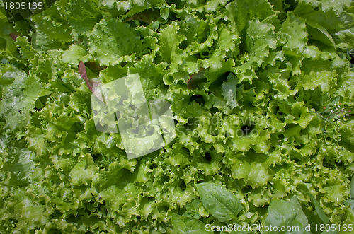 Image of Magnificent green salad. Background