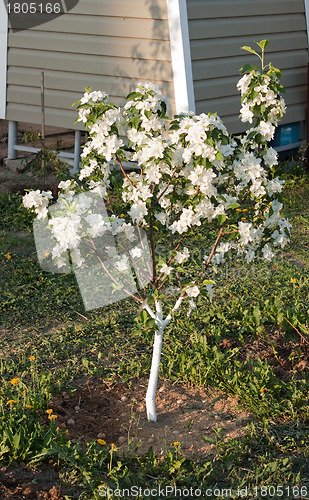 Image of Flowering of a dwarfish apple-tree