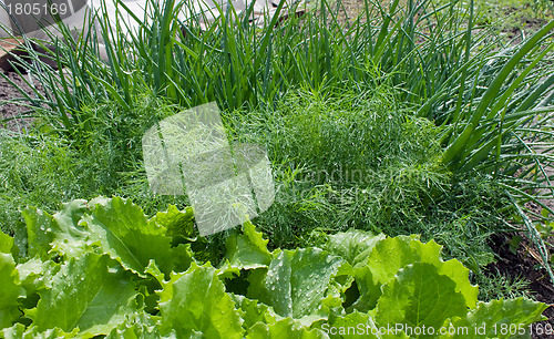 Image of Salad, fennel, onions