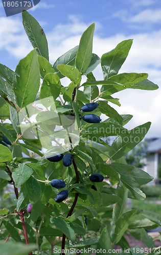 Image of Berries  honeysuckle 