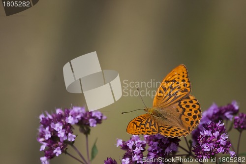 Image of orange butterfly