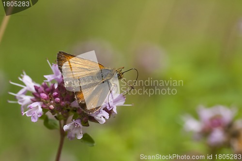 Image of orange butterfly