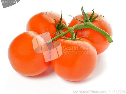 Image of Four Fresh Tomatoes