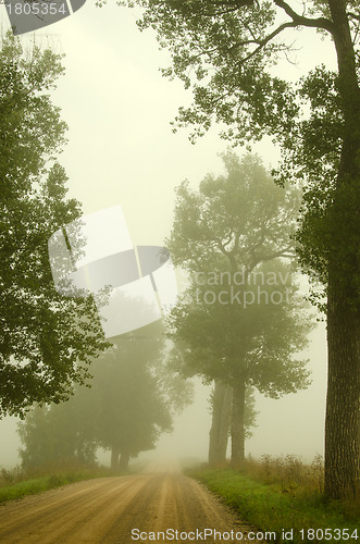 Image of Gravel road old trees drown in morning fog 