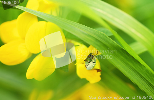 Image of Beetles mating in yellow flower