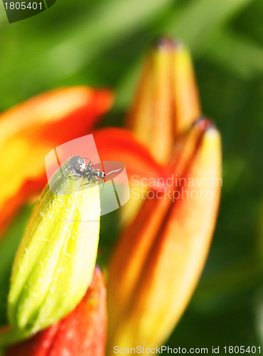 Image of Ant on top of a tulip