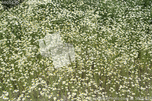 Image of camomille plants