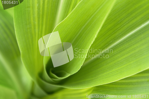 Image of corn plant detail