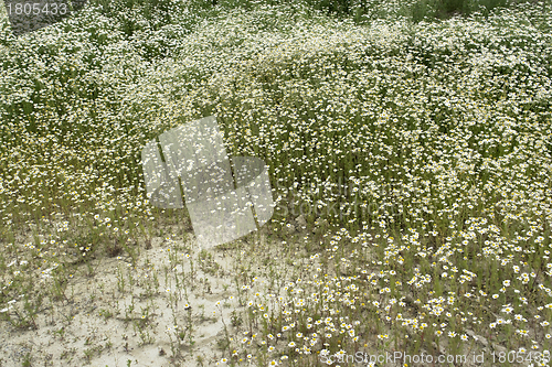 Image of camomille plants